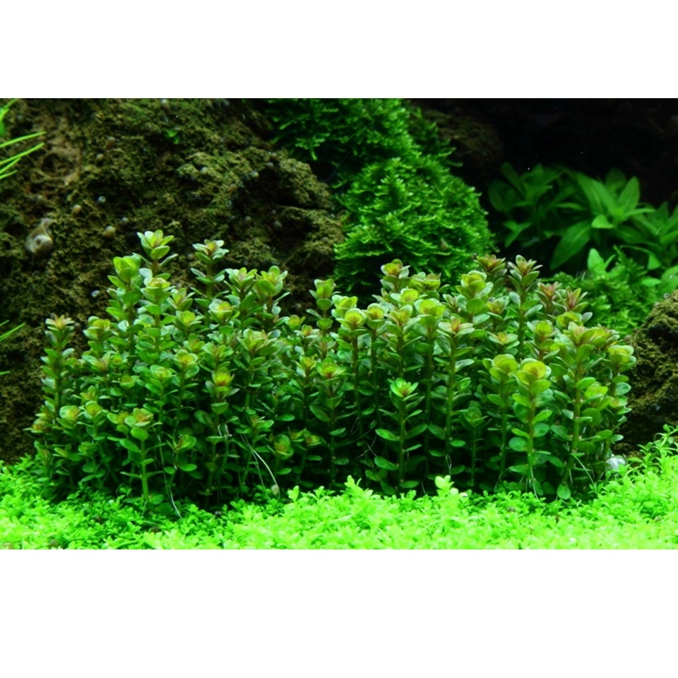 Tropica Rotala sp. bonsai 1-2-GROW x 3